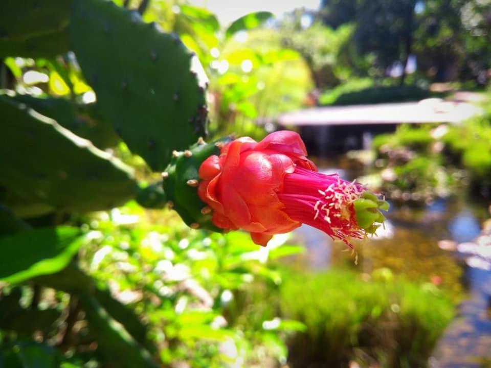 Pousada Paralelo 14 Alto Paraíso de Goiás Kültér fotó